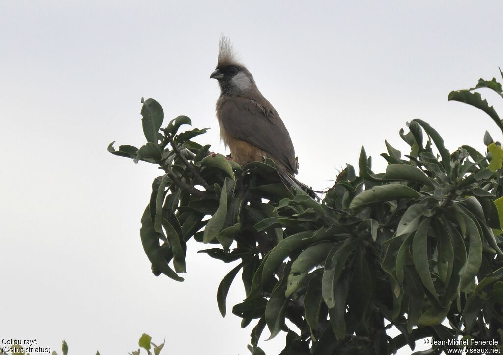 Speckled Mousebird