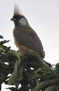 Speckled Mousebird