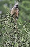 Speckled Mousebird