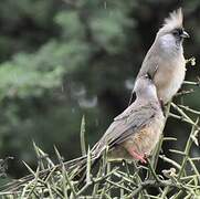 Speckled Mousebird