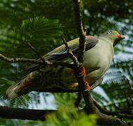 African Green Pigeon