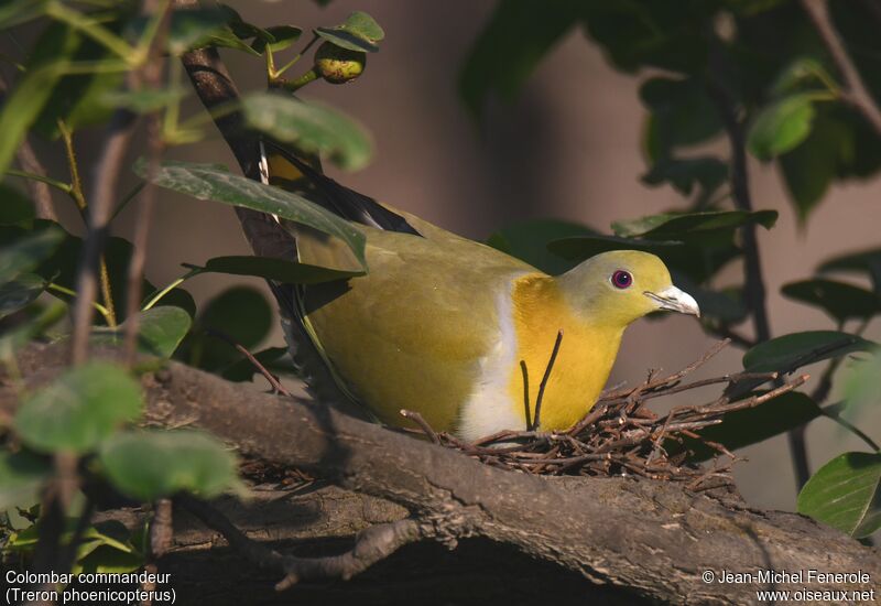 Yellow-footed Green Pigeon male, Reproduction-nesting