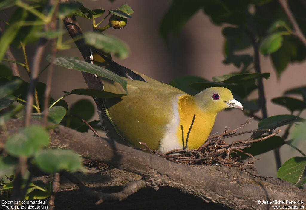 Yellow-footed Green Pigeon male, Reproduction-nesting