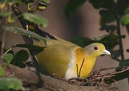 Yellow-footed Green Pigeon