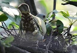 Yellow-footed Green Pigeon