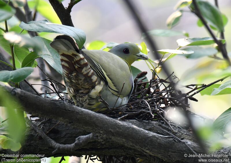 Yellow-footed Green Pigeon female, Reproduction-nesting