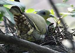 Yellow-footed Green Pigeon