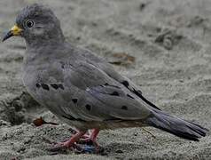 Croaking Ground Dove