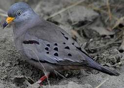 Croaking Ground Dove