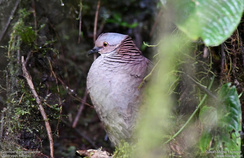 White-throated Quail-Dove