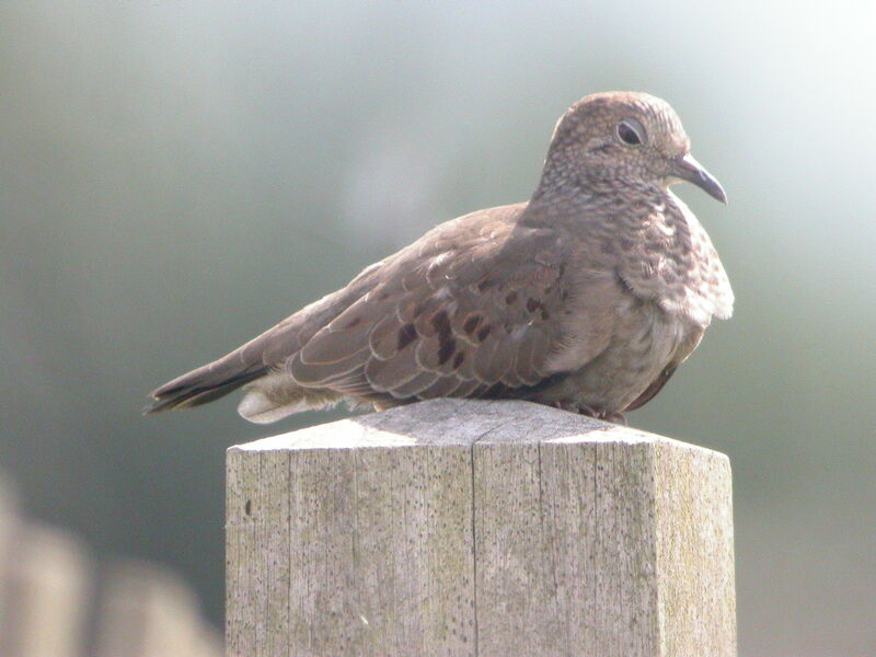 Common Ground Dove