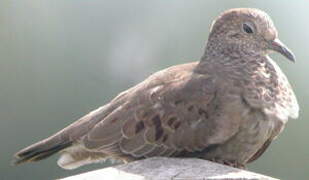 Common Ground Dove