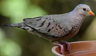 Common Ground Dove