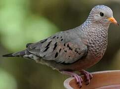 Common Ground Dove