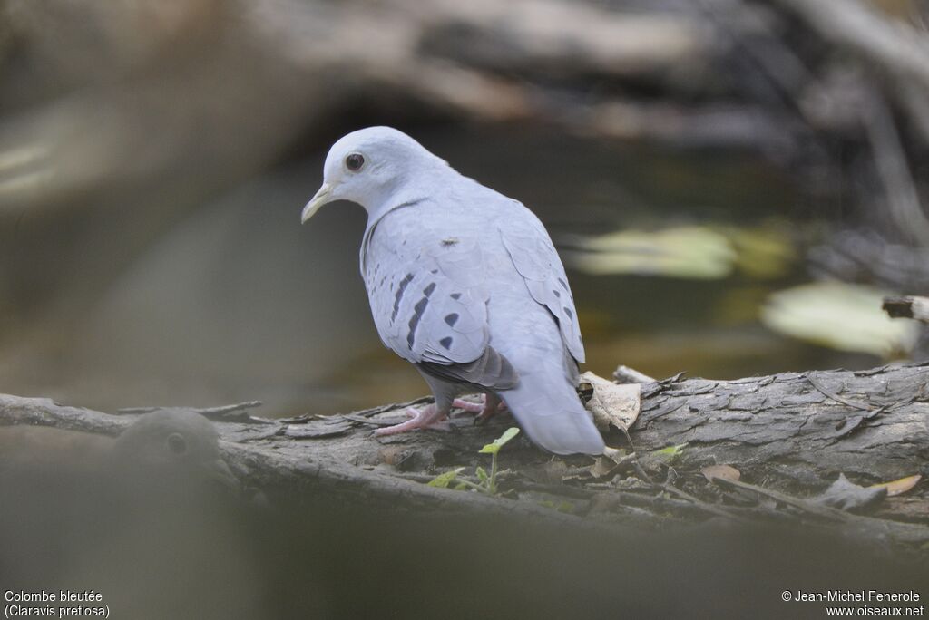 Blue Ground Dove male