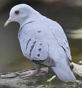 Blue Ground Dove