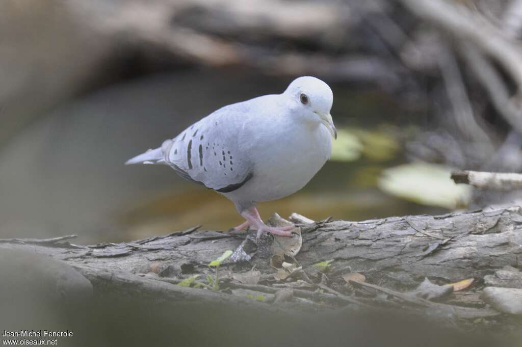 Colombe bleutée mâle adulte, identification