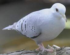 Blue Ground Dove