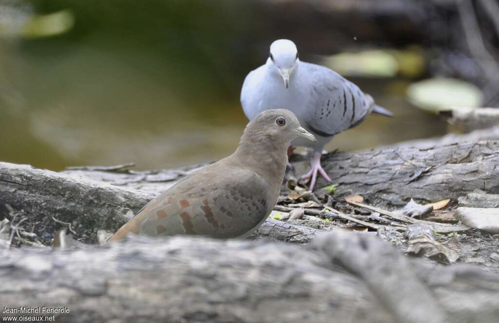 Colombe bleutée femelle, identification