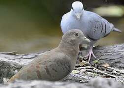 Blue Ground Dove