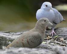 Blue Ground Dove