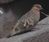 Bare-faced Ground Dove