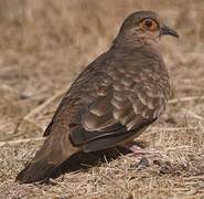 Bare-faced Ground Dove