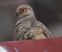 Bare-faced Ground Dove