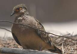 Bare-faced Ground Dove