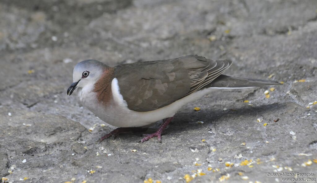 Caribbean Dove