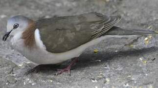 Caribbean Dove