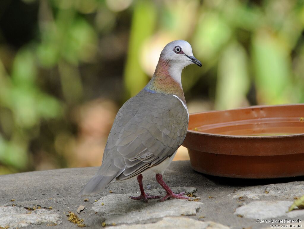 Caribbean Dove