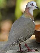 Caribbean Dove