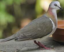 Caribbean Dove