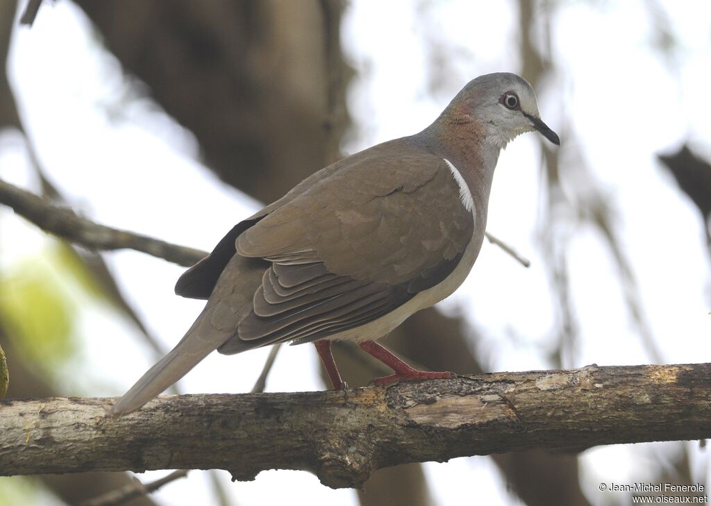 Caribbean Dove