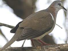 Caribbean Dove