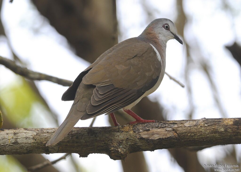 Caribbean Dove