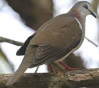 Caribbean Dove