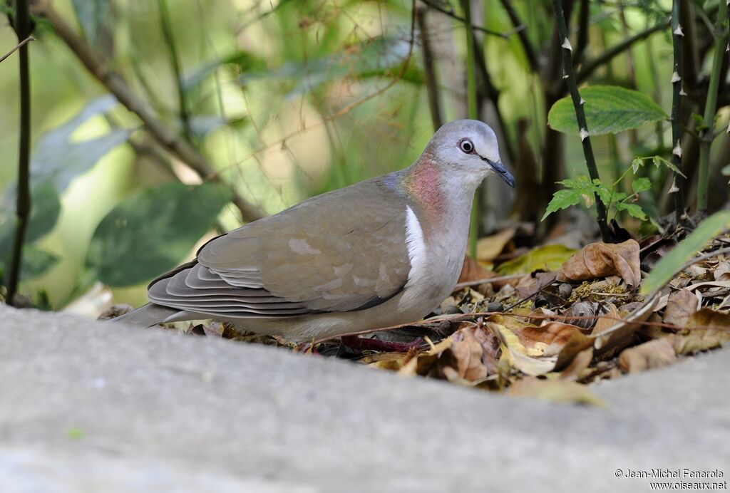 Caribbean Dove