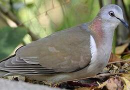 Caribbean Dove