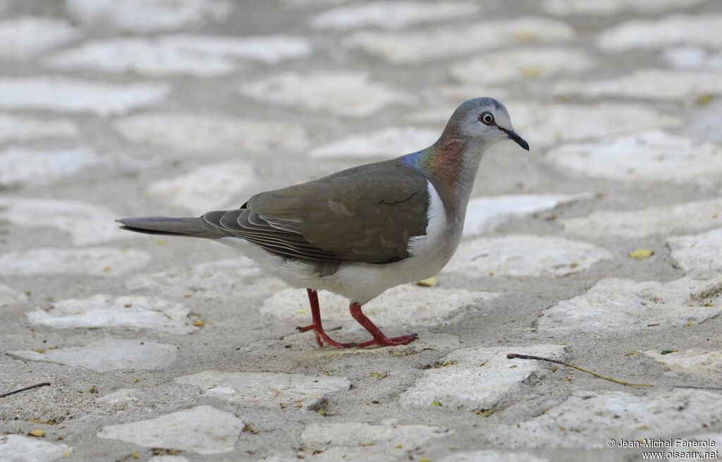 Caribbean Dove