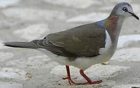 Caribbean Dove