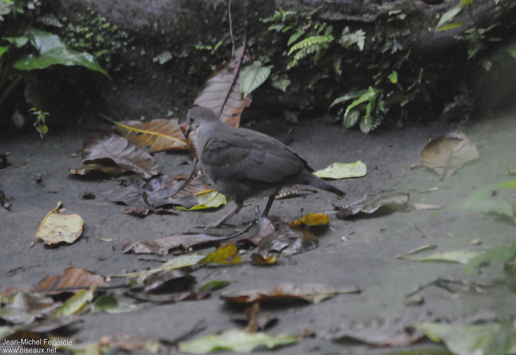 Purplish-backed Quail-Dove