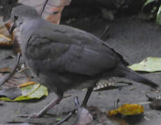 Purplish-backed Quail-Dove