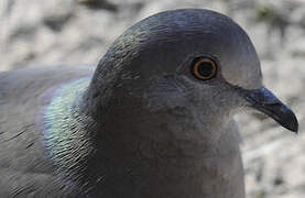 White-tipped Dove