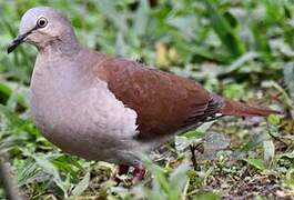 White-tipped Dove