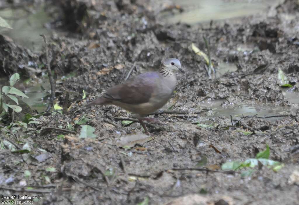 White-faced Quail-Doveadult, identification