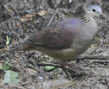 White-faced Quail-Dove