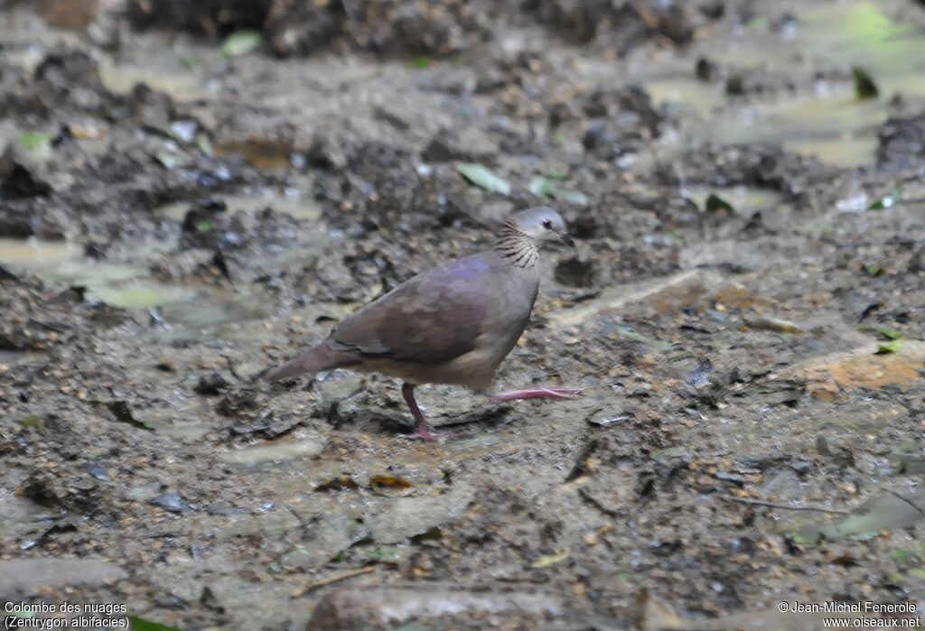 White-faced Quail-Dove