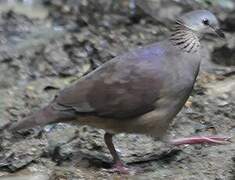 White-faced Quail-Dove